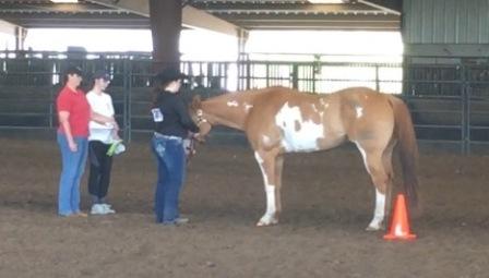 horse riding lessons Kansas City